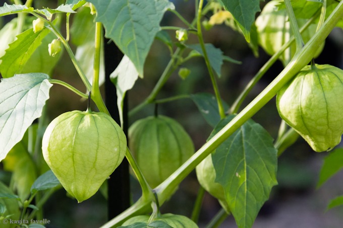 How to Grow Tomatillos in Your Garden