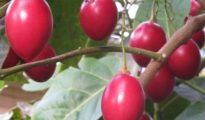 How to Grow Tree Tomatoes AKA Tamarillos