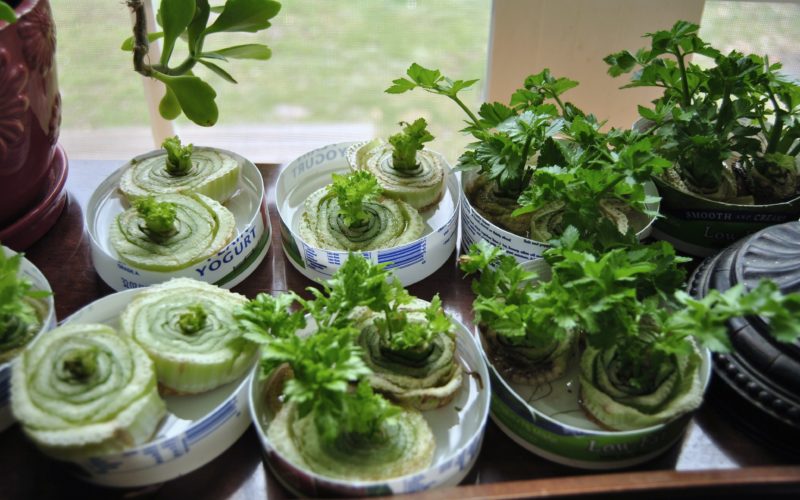 10 Water Regrown Veggies You Can Grow Right Now