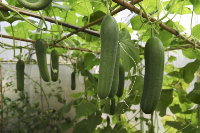 How to Grow Cucumbers Vertically