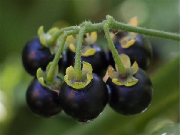 How to Grow Wonderberries