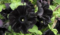 10 Black Flowers That Will Add Drama To Your Garden