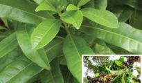 How to Grow Allspice Pimenta