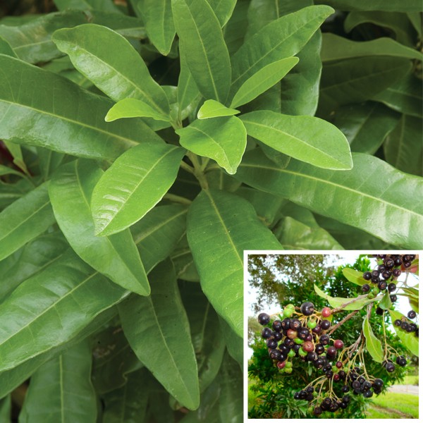 How to Grow Allspice Pimenta