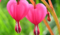 How to Grow Bleeding Heart Flowers