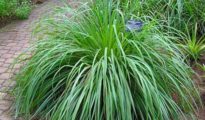 How to Grow Citronella AKA Mosquito Plant