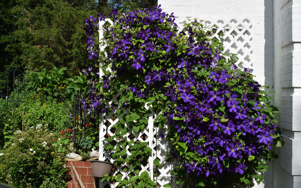 How to Grow Clematis in Your Garden