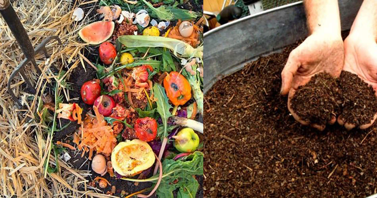 The Science Behind Composting: Turning Kitchen Scraps into Nutrient-Rich Soil