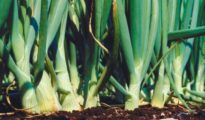 How to Grow Scallions