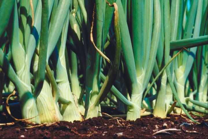 How to Grow Scallions