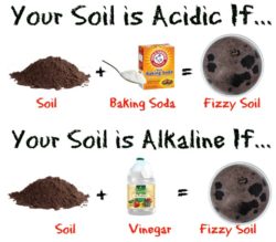 How To Test Soil pH Without a Kit