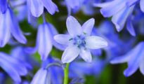 How to Plant Bluebells: Caring for Wood Hyacinth Bluebells