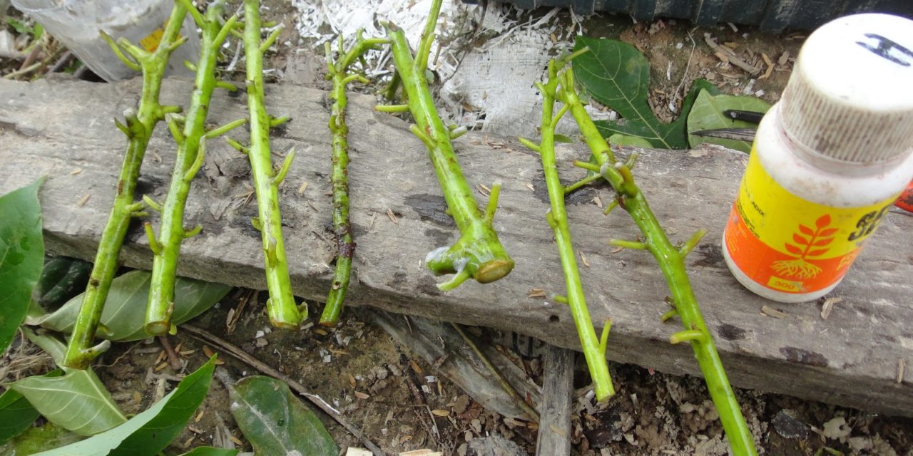 How to Propagate Avocado From Cuttings: Grow Your Own Avocado Tree!