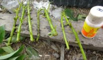 How to Propagate Avocado From Cuttings: Grow Your Own Avocado Tree!