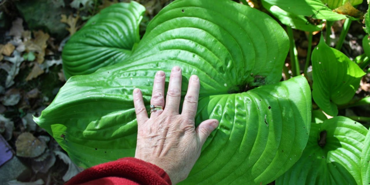 How to Grow Bigger Hostas