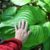 How to Grow Bigger Hostas