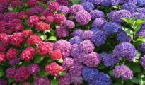 The Enchanting World of Hydrangeas: Unveiling the Secrets to Blooming Success and Flower Care