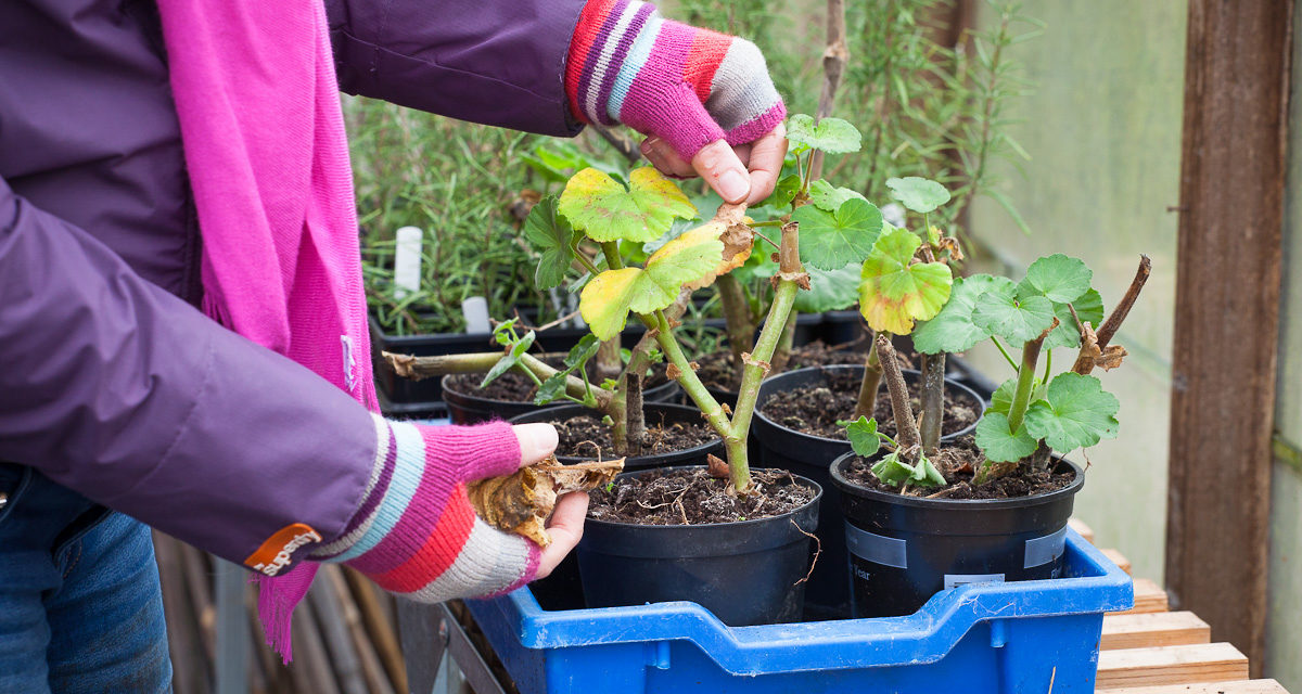 How to Overwinter Geraniums