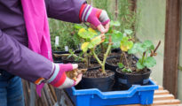 How to Overwinter Geraniums