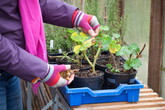Preparing Your Garden for Winter: Tips for a Healthy Spring Start