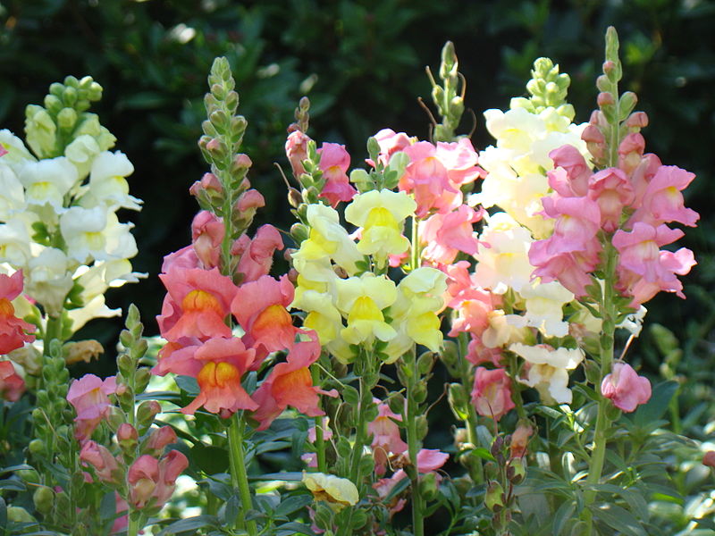 How to Grow Snapdragon Flowers: A Guide to Growing & Caring For Snapdragons