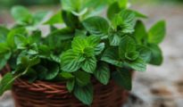 How to Grow Spearmint