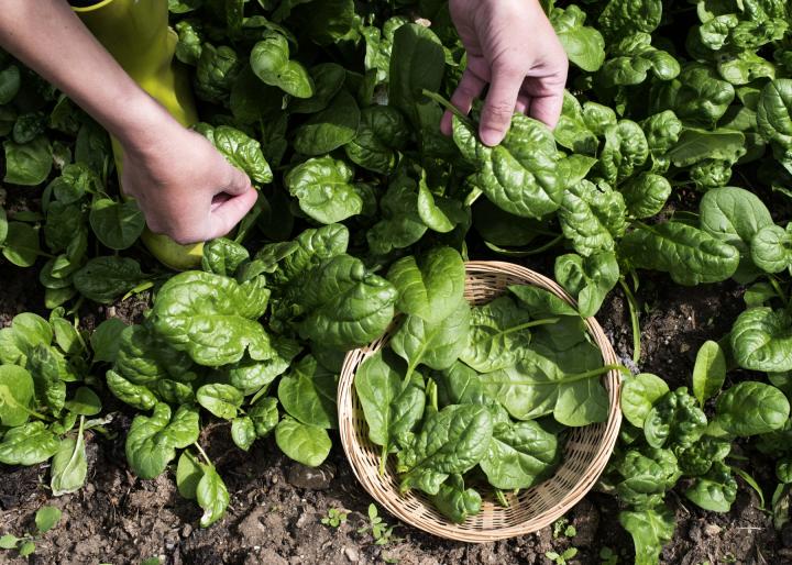 How to Plant Spinach