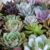 Caring for Succulents in Humid Climates: A Comprehensive Guide