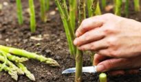 How to Grow Asparagus in a Pot