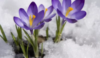 How to Plant Crocus Flowers