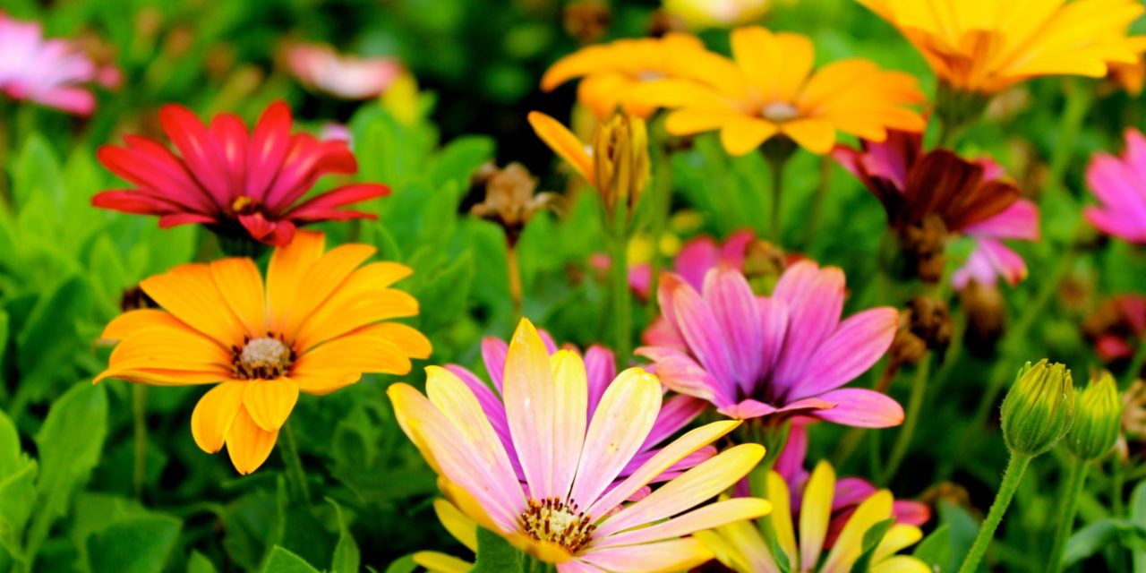 How to Plant Flowers For Beginners