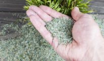 How to Plant Grass Seeds