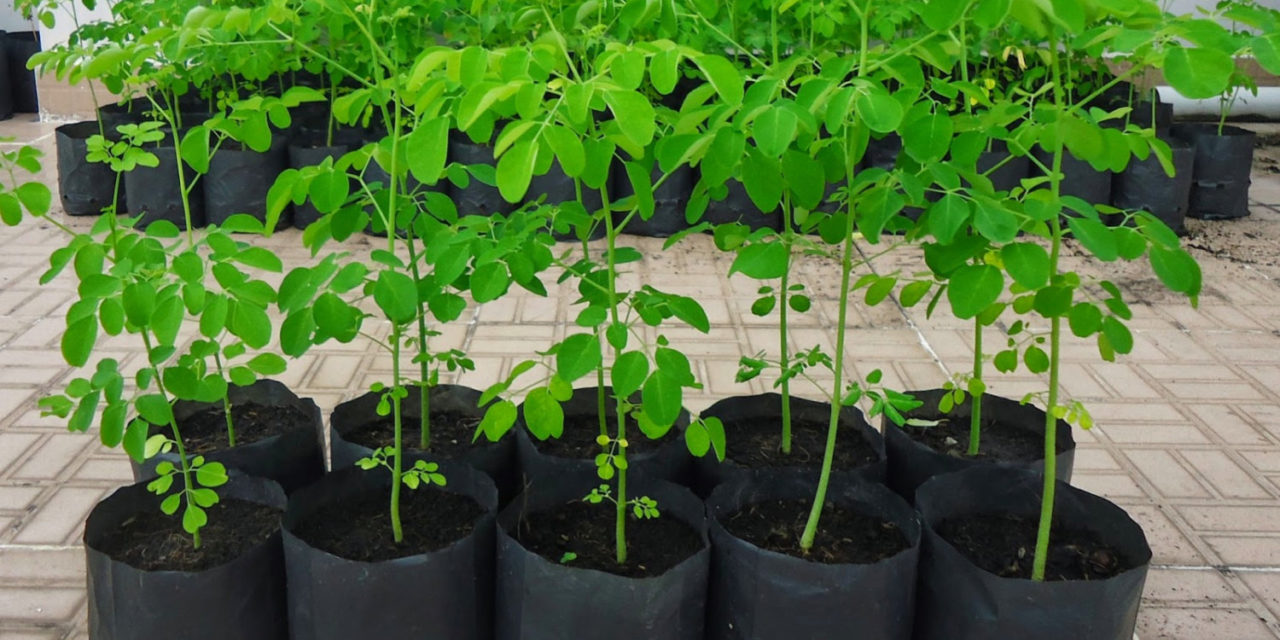 How to Grow Moringa Trees