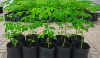 How to Grow Moringa Trees