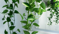 How to Propagate Pothos Plants