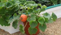 How to Grow Pumpkins in Pots