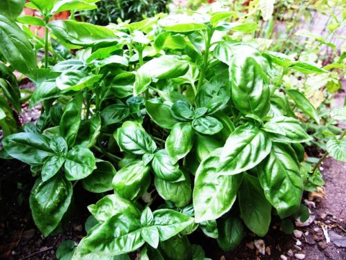 How to Grow Basil in Florida
