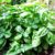 How to Grow Basil in Florida