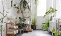 10 Indoor Plants You Can’t Kill