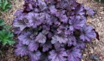 How to Grow Coral Bells AKA Heuchera