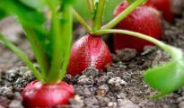 Radish Growing Problems: Treating Radish Diseases