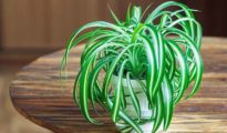 How to Care for Spider Plants