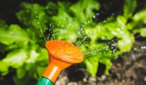 Tips for Watering Indoor Plants