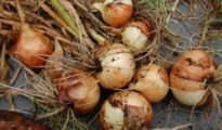 The Secret To Growing Large Onions