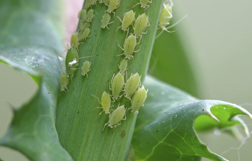 Natural Ways to Kill Aphids