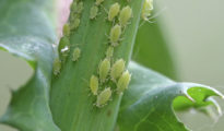 Natural Ways to Kill Aphids