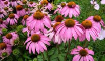 The Ultimate Guide to Planting Perennials