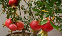 How to Grow Pomegranates Indoors