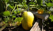 Growing Spaghetti Squash: What You Need to Know