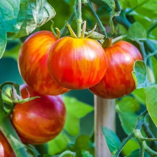 10 Best Tomato Varieties to Grow